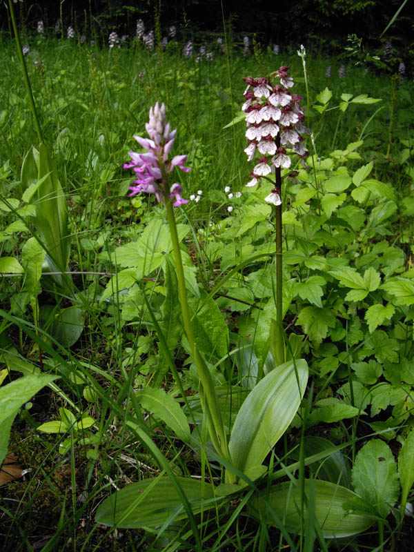 Orchis militaris